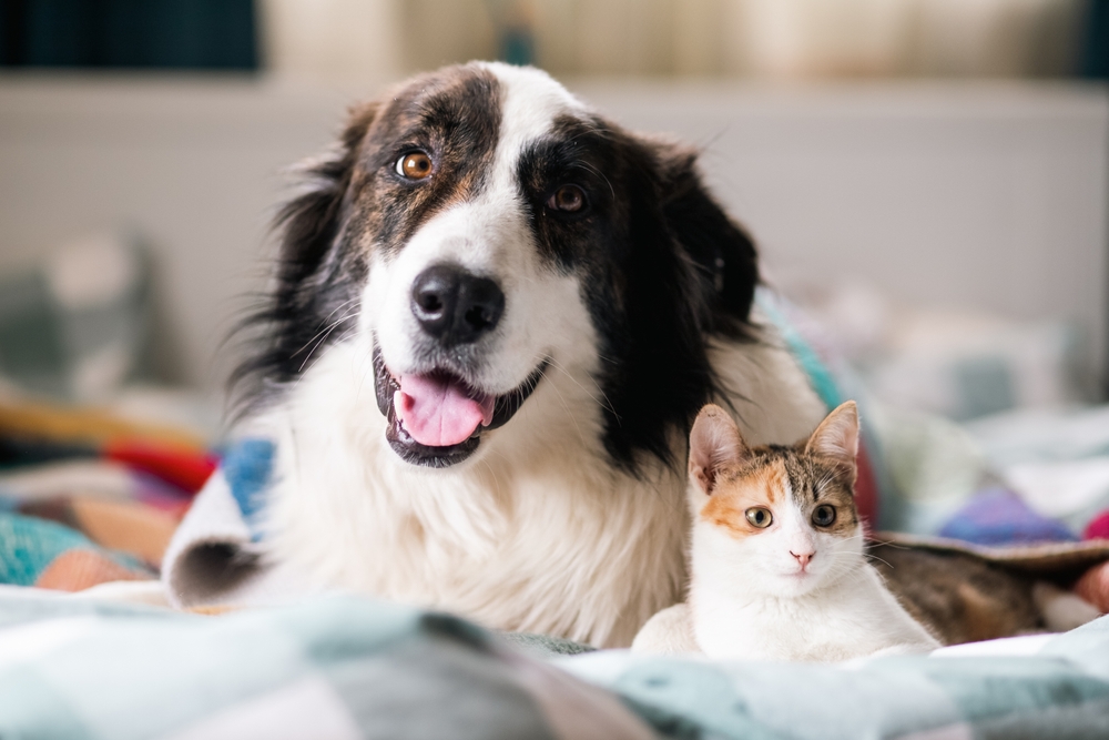 A happy dog and a relaxed cat lie side by side on a cozy bed, showing the warmth and bond of pet companionship indoors. - Vet in Hoschton, GA