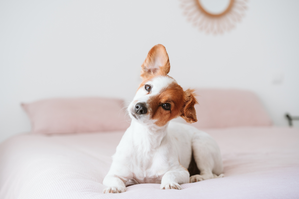 A small dog with one ear up tilts its head while sitting on a soft pink bed, radiating charm and curiosity. - dog boarding in Hoschton, GA