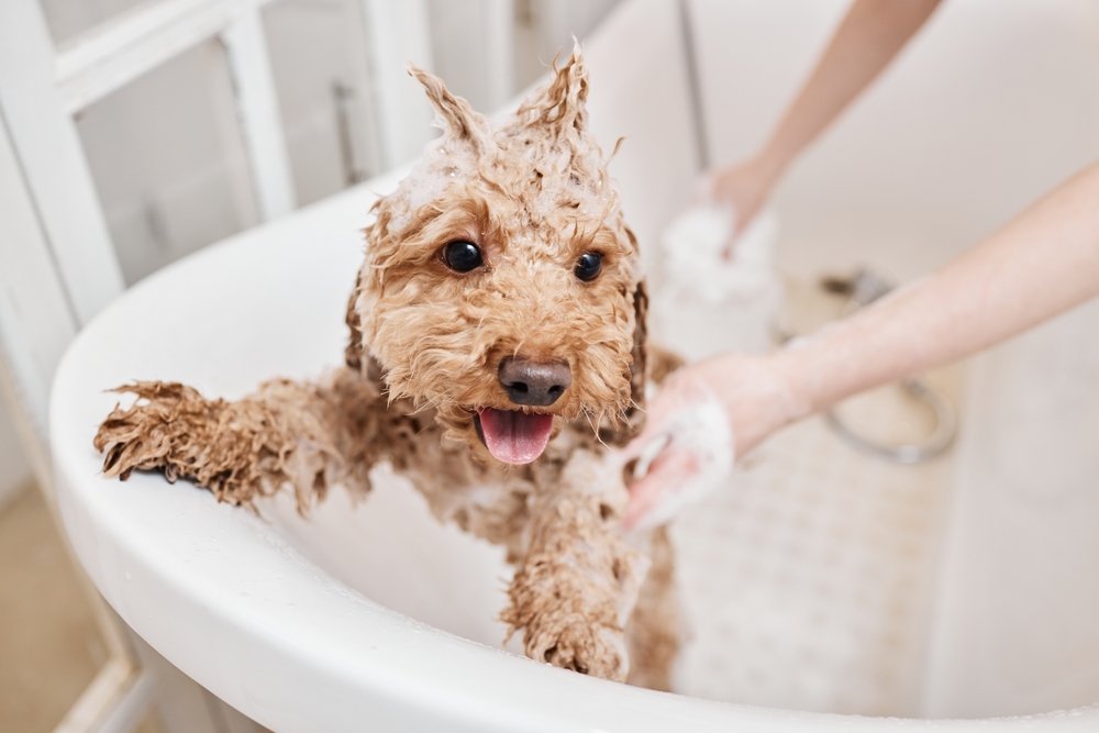 Dog Bath Time | Fun and Clean Pet Grooming A cheerful dog covered in suds enjoys a bath in a grooming tub, emphasizing hygiene and joyful pet care.