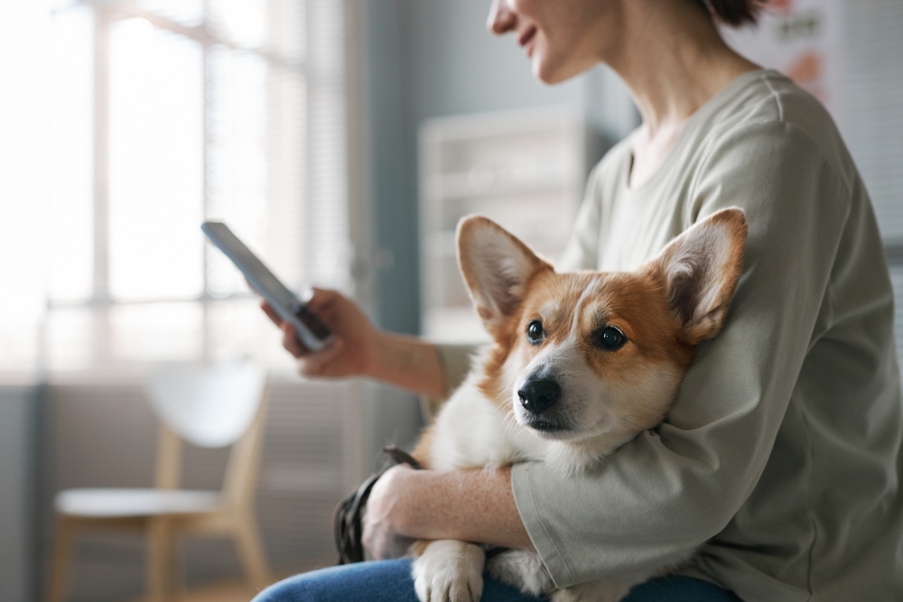 A corgi relaxes on a woman’s lap as she uses her phone, capturing a peaceful bonding moment between pet and owner.