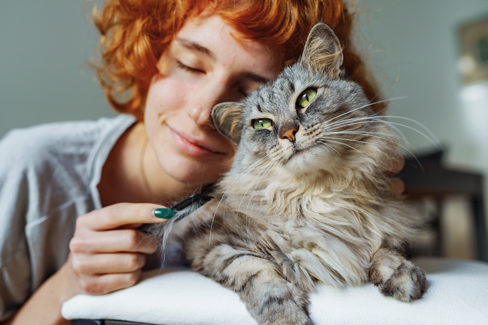 Loving Cat Grooming at Home | Bonding Moment A woman gently brushes her long-haired cat with love and care, showing a peaceful grooming and bonding experience at home.