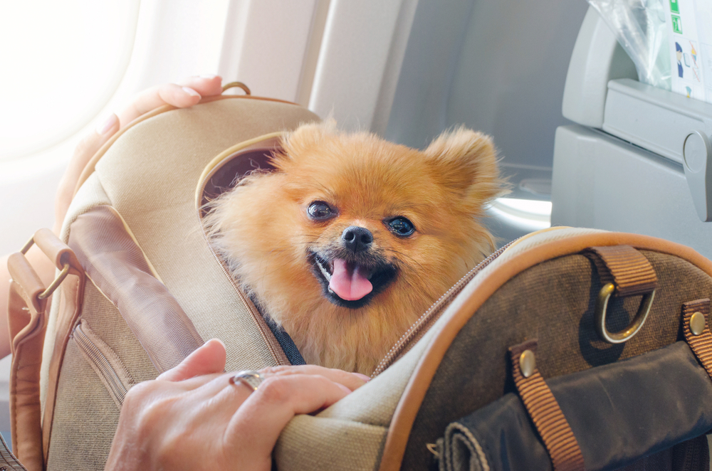 A cheerful Pomeranian peeks out of a travel carrier aboard an airplane, highlighting safe and comfortable pet air travel. - Dog Boarding in Braselton, GA