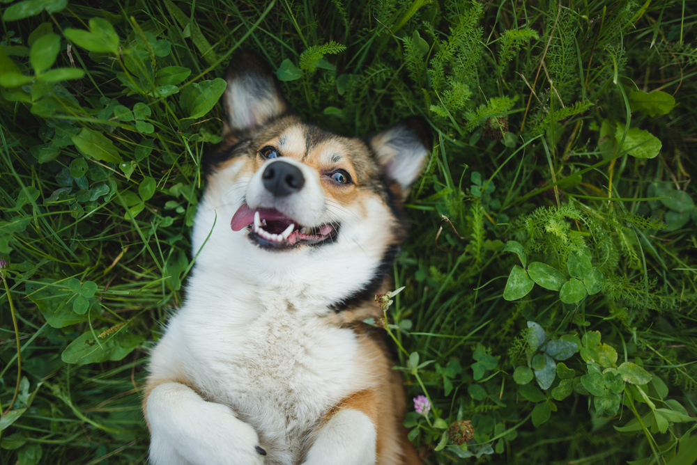 Happy Corgi Relaxing Outdoors | Joyful Pet Moment A cheerful Corgi lies on its back in a patch of green grass, enjoying a playful moment outdoors with a big, bright smile.