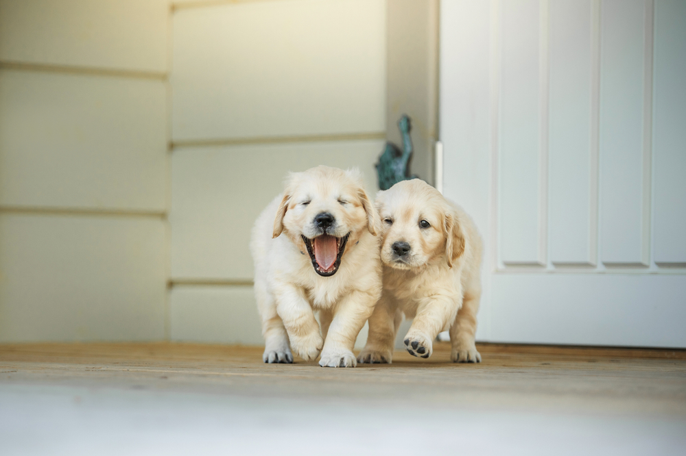 Two fluffy golden retriever puppies run happily on a porch, radiating energy, fun, and the joy of puppyhood. - dog boarding in Jefferson, GA