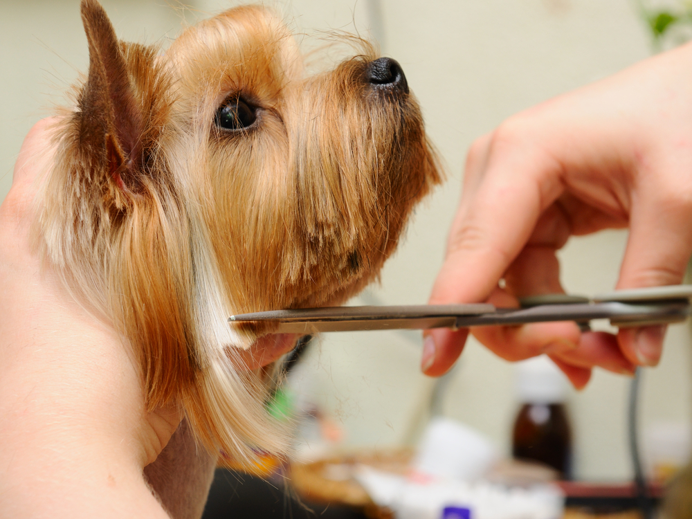 A groomer trims a Yorkshire Terrier’s facial fur with care, showcasing expert grooming techniques for small dog breeds. - Dog Grooming in Braselton, GA